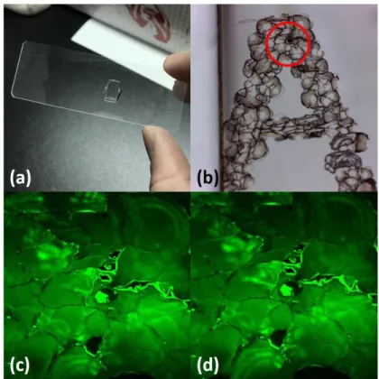 Fig. 3.6    (a) A gallium nitrite (GaN) sample with some scotch (A1Z003) on it. (b) Imaged  by bright light microscopy