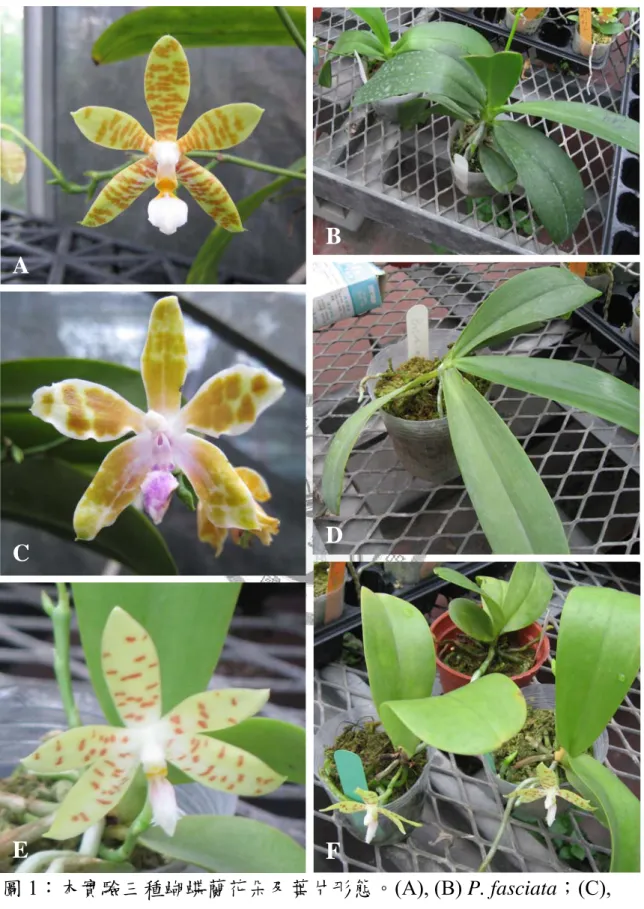 圖 1：本實驗三種蝴蝶蘭花朵及葉片形態。(A), (B) P. fasciata；(C),  (D) P. mariae；(E), (F) P. pallens。A  B C  D E F 