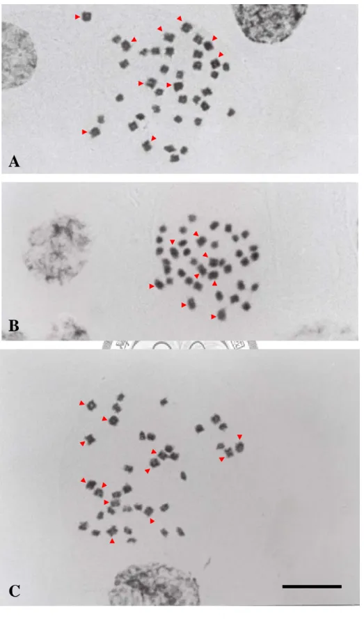 圖 2：三種蝴蝶蘭原生種的核型。(A) P. fasciata；(B) P. mariae；(C)  P. pallens 。 箭 頭 所 指 為 中 型 染 色 體 。 比 例 尺 為  10 μm 。