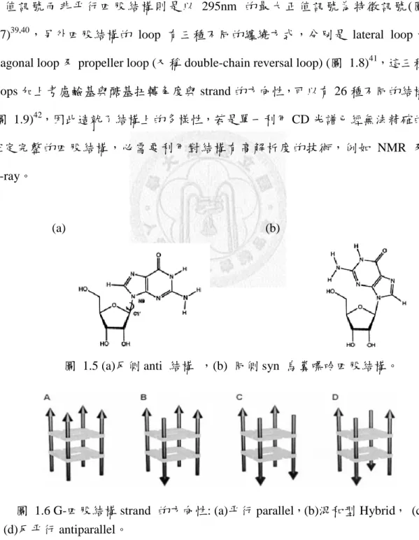 圖  1.6 G-四股結構 strand  的方向性: (a)平行 parallel，(b)混和型 Hybrid，  (c) 