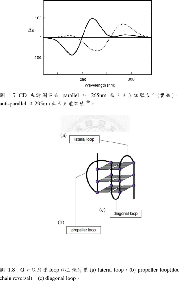 圖  1.8    G 四股結構 loop 的三種結構:(a)  lateral  loop，(b)  propeller  loop(double  – chain reversal)，(c) diagonal loop。 