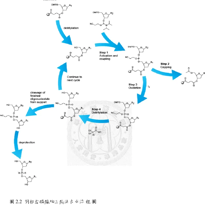圖 2.2  固相亞磷醯胺三酯法合成 流 程 圖  