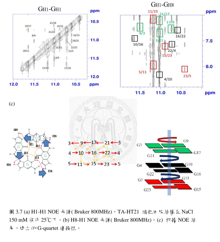 圖 3.7 (a) H1-H1 NOE 光譜( Bruker 800MHz)，TA-HT21  端粒四股結構在 NaCl  150 mM 條件 25℃下。(b) H8-H1 NOE 光譜( Bruker 800MHz)。(c)  根據 NOE 結 果，建立的 G-quartet 連接性。 
