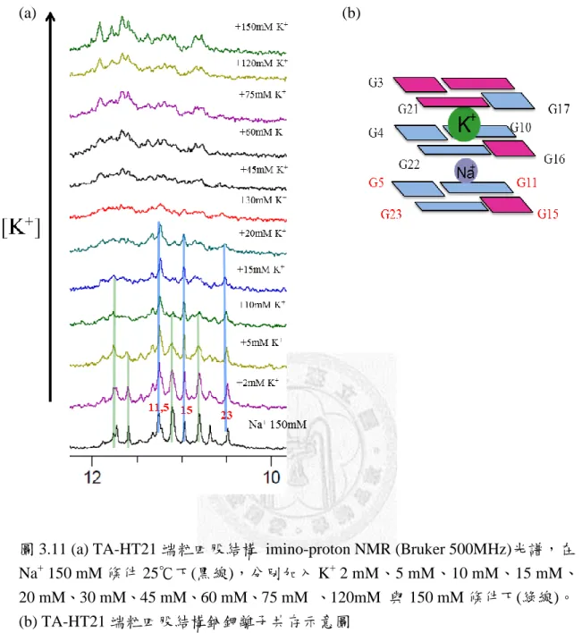 圖 3.11 (a) TA-HT21 端粒四股結構  imino-proton NMR (Bruker 500MHz)光譜，在 Na +  150 mM 條件 25℃下(黑線)，分別加入 K +  2 mM、5 mM、10 mM、15 mM、