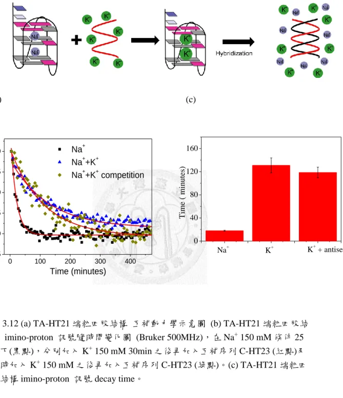 圖 3.12 (a) TA-HT21 端粒四股結構  互補動力學示意圖  (b) TA-HT21 端粒四股結 構  imino-proton  訊號隨時間變化圖  (Bruker 500MHz)，在 Na +  150 mM 條件 25