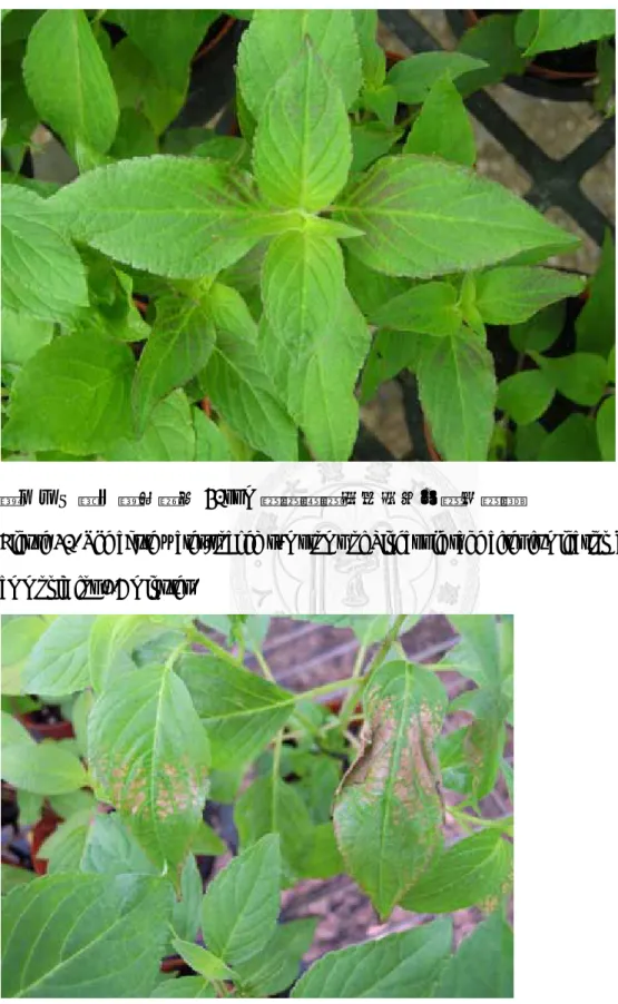 Figure 20. The acute water-soaked symptoms of Pineapple sage after fumigation by 30ppm  ammonia for 1.5 minutes