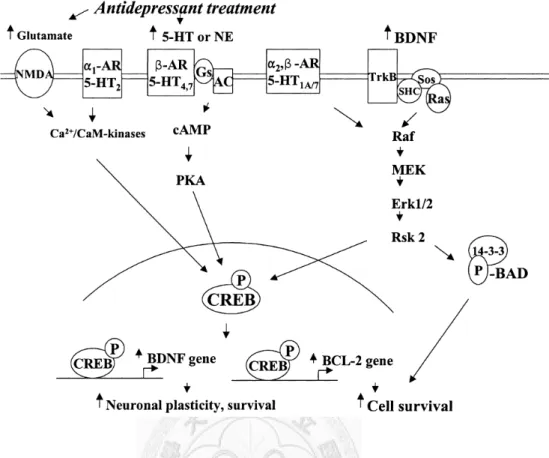 Figure 2 Schematic depicting the influence of antidepressant treatment on the cyclic  adenosine monophosphate (cAMP)-cAMP response element-binding protein (CREB)  and the neurotrophin-mitogen- activated protein kinase (MAPK) pathway in  neuroplasticity and