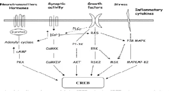 Figure 3 Schematic illustrating that not only can neurotrophic factors and  neurotransmitters increase the gene expression and secretion of CREB, but also growth  factors and inflammatory cytokines play an important role  in the up-regulation of  CREB
