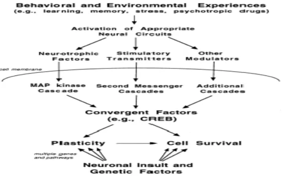 Figure 4 Summary of different types of stimulators that can increase the expression of  CREB, thereby promoting neuroplasticity and cell survival