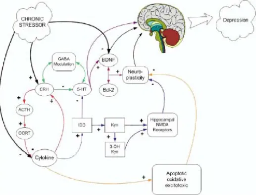 Figure 5 Summary of different potential routes depicting how chronic stressors could  lead to depression by various mechanisms