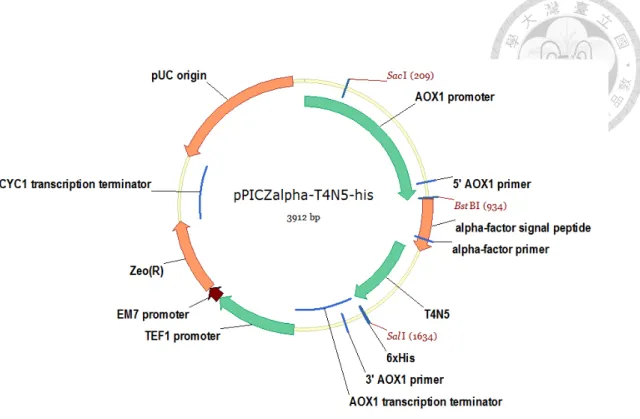 圖  五、本研究所使用表現載體圖譜  α-T4N5-his 