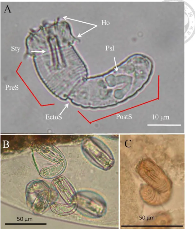 Fig.  2.  Larvae  and cysts  of  Chordodes  formosanus.  (A) Newly hatched free-living  larva