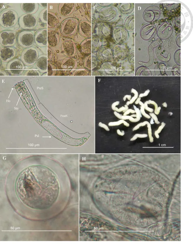 Fig. 7. Immature stage of Gordius sp. (A-D) Eggs developing under 16°C for 11 days  (A) 18 days (B) 39 days (C), and 49 days (D)