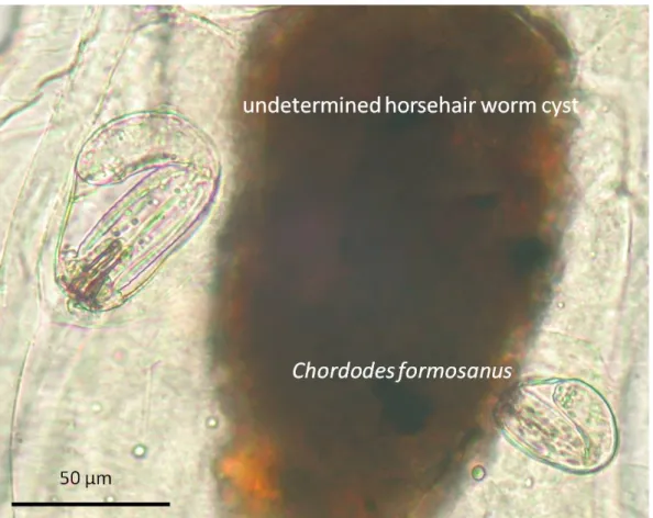 Fig.  9.  Cysts of Chordodes formosanus  and  an undetermined  nematomorph  with  larger size in the paratenic host (larval chironomid)