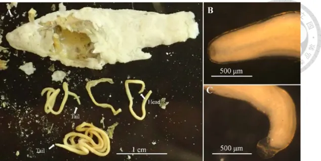 Fig. 10. Two horsehair worms in a fried sailfin molly (Poecilia latipinna). (A) Whole  bodies  of the two undetermined horsehair worms and the fried  sailfin molly