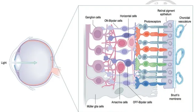 Figure 13 Light path within the retina layers  15