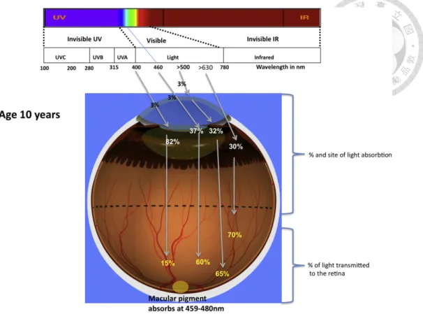 Figure 14 Light absorption and transmittance in the eye  4, 18, 19     2.2.2  Retina Light Injury 