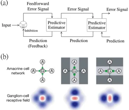 Figure 1.4: Predictive coding in the retina. (a) A shamanic diagram for predictive coding