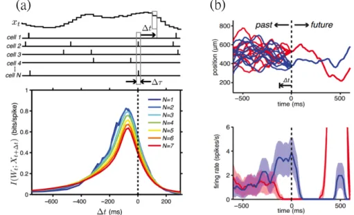 Figure 1.5: Predictive information in the sensory population. (a) Mutual informa- informa-tion I(W t ; X t+ t ) is measured from the stochastic moving bar position x t at time t and retinal firing pattern W t+ t at time t + t formed by spikes in N neurons