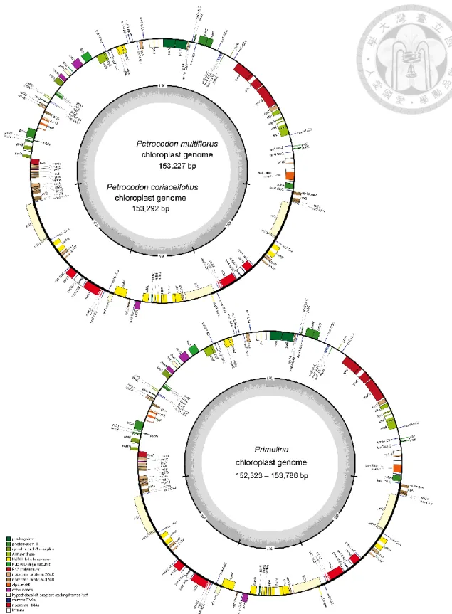 Fig. 5. The genome maps of Primulina and Petrocodon plastomes.   