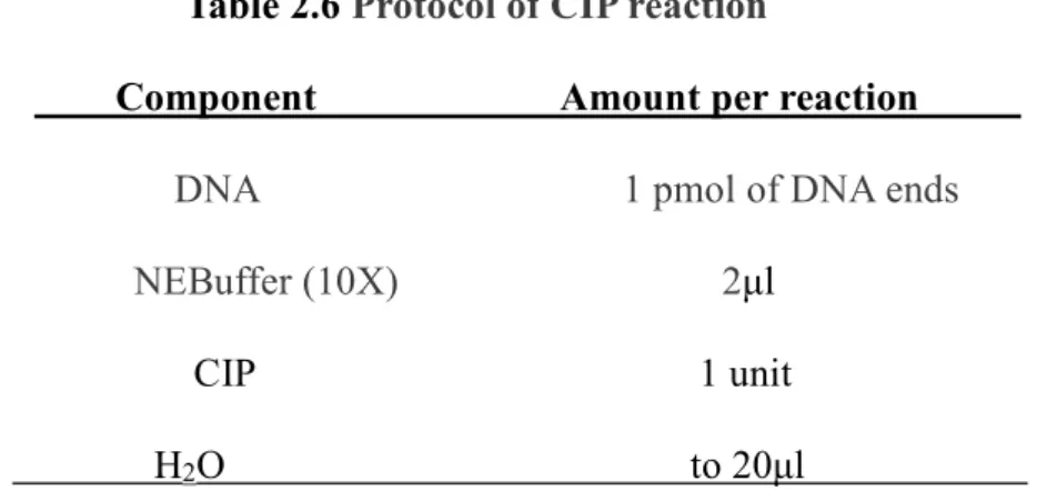 Table 2.6 Protocol of CIP reaction 