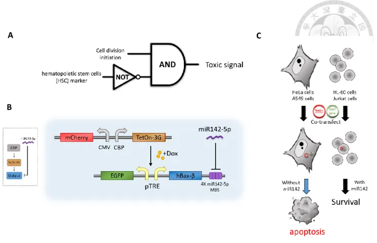 illustration of actral setup in DNA seqence. hBax-β, an example of output. (C)Selectivity  of circuit in different cell line