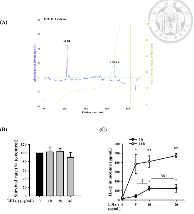 Figure 2. Effects of rabbit LDL(-) on the production of IL-1β in THP-1 macrophages. 