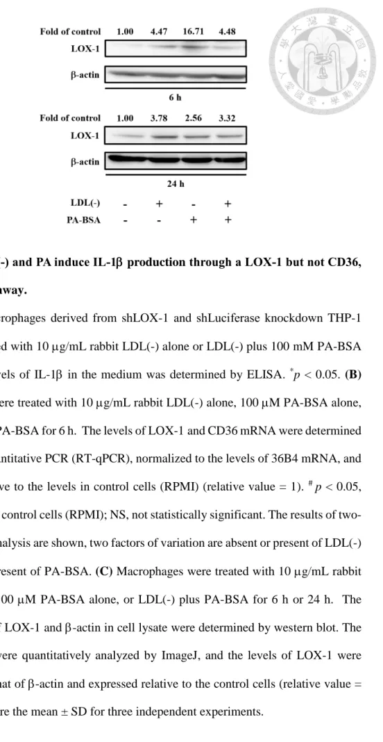 Figure 5. LDL(-) and PA induce IL-1 production through a LOX-1 but not CD36,  dependent pathway