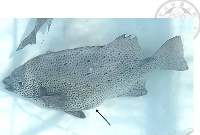 Figure  3.  Morphological  changes  of  female  spotted  knifejaw  (Oplegnathus  punctatus) after hormonal treatment
