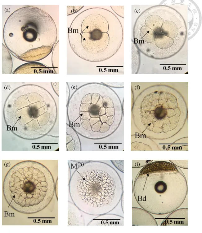 Figure  5.  Embryonic  development  of  Oplegnathus  punctatus  from  fertilization  to  high blastula stage at 23 ± 1  ℃