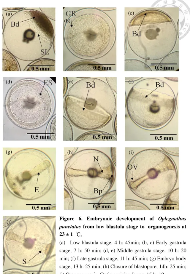 Figure  6.  Embryonic  development  of  Oplegnathus  punctatus  from  low  blastula  stage  to organogenesis  at  23 ± 1  ℃.