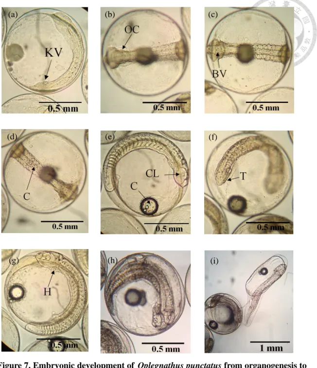 Figure 7. Embryonic development of  Oplegnathus punctatus from organogenesis to  Pre-hatching stage at 23 ± 1  ℃