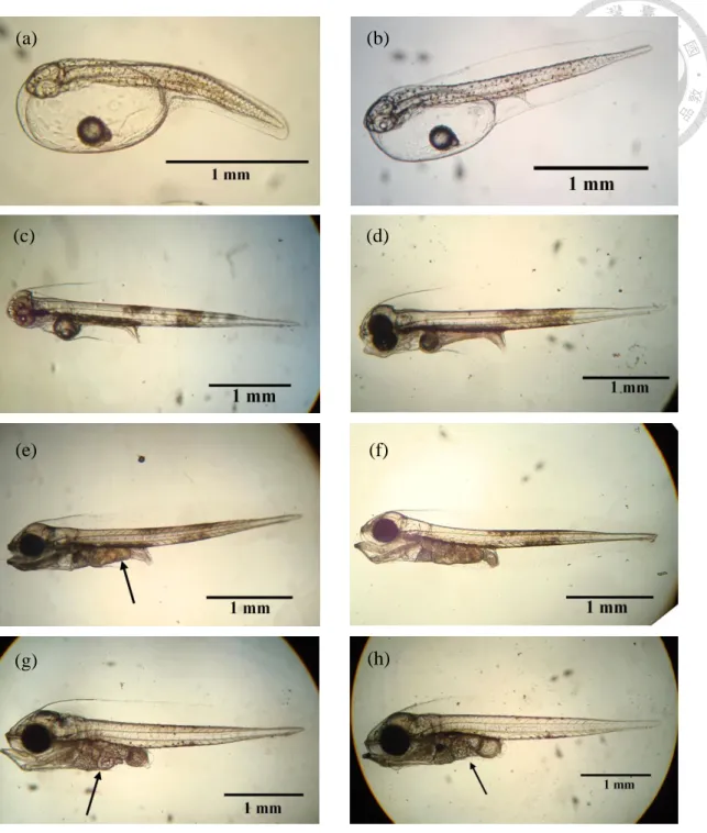 Figure 8. The morphological changes of Oplegnathus punctatus in larval stage at 26 