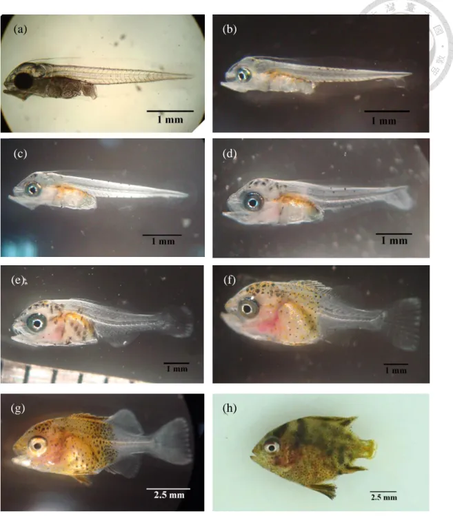Figure  9.  The  morphological  changes  of Oplegnathus  punctatus  from  larval  stage  stage to Metamorphosis stage at 26 ± 1  ℃