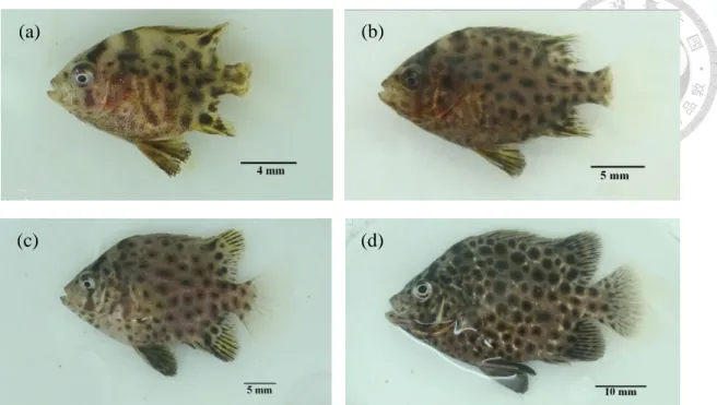 Figure  10.  The  morphological  changes  of  Oplegnathus  punctatus  from  Metamorphosis stage to juvenile stage at 26 ± 1  ℃