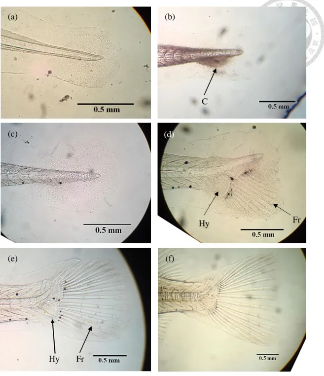 Figure 11. The development of caudal fin skeletons in Oplegnathus punctatus from  2 dph to 21 dph stage at 26 ± 1  ℃