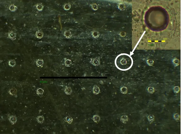 Fig. 4-2  OM sweat pores observation. The inset shows a single sweat pore. 