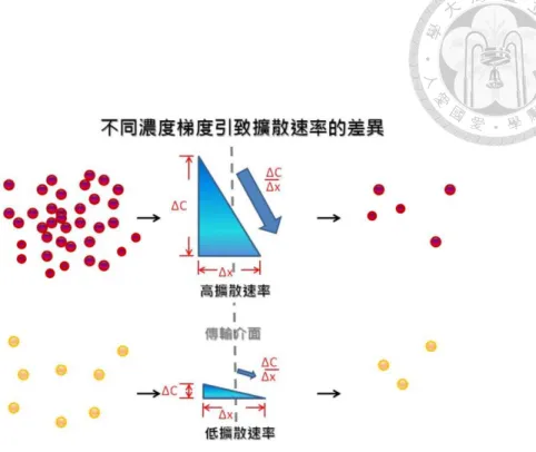 圖  11.  濃度梯度導致擴散速率的變化 