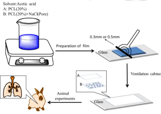 FIGURE 6. Preparation of PCL film before the animal experiments 