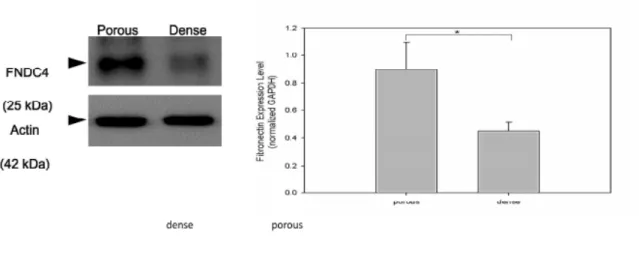 FIGURE 8. Western blot and semi-quantification study showed that porous PCL produce more fibronectin than 