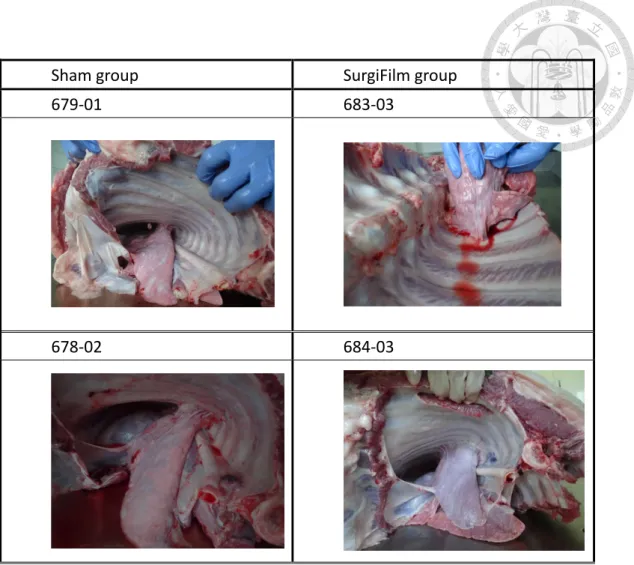 FIGURE 9. Pleurodesis study in pig. Compared Sham group with SugriFilm group, we found the pleurodesis is 