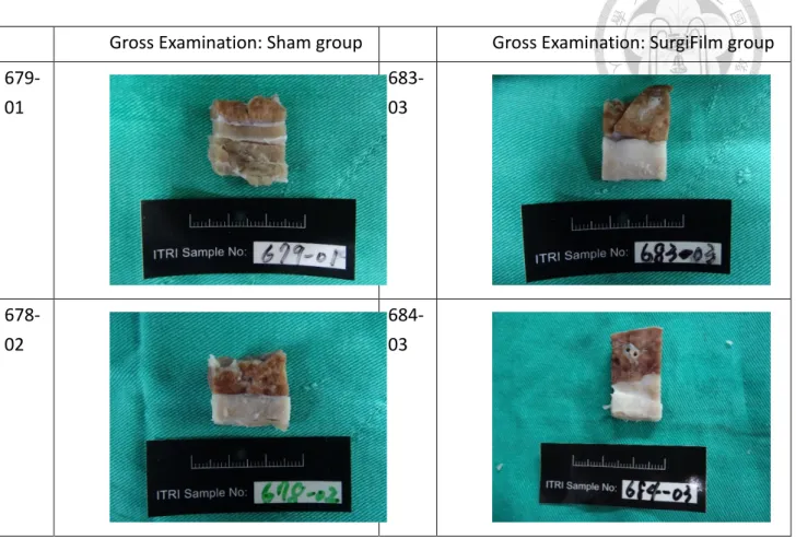 FIGURE 10. Gross examination showed SurgiFilm group creates more and stronger adhesion, compared with  Sham group