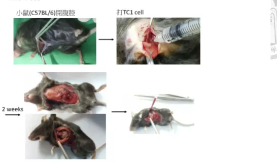 FIGURE 15. Cell culture model in rats for malignant pleural effusion 