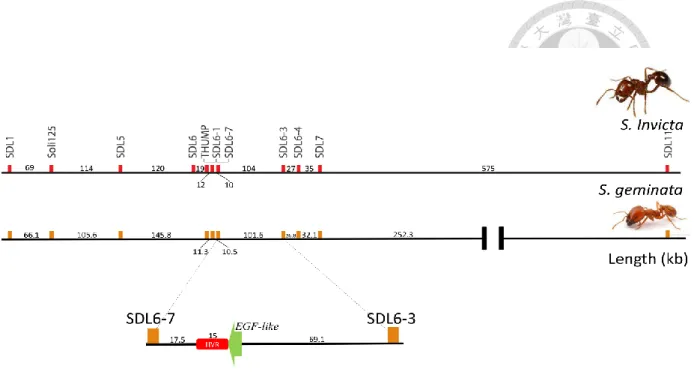 Figure 1. Comparison of the candidate sex locus within the SDL region of TFA and  RIFA