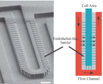 圖  2-6  Microﬂuidic endothelial-like barrier properties (Lee et al., 2007) .   