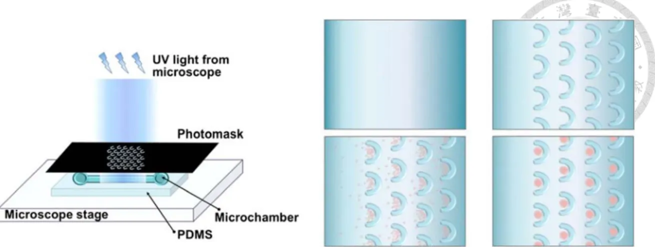 圖  2-7  The  flowchart  of  U-shaped  microstructure  fabrication,  cell  trapping  and  spheroid formation (Fu et al., 2010) 