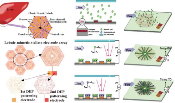 圖  2-8  Liver-cell  patterning  Lab  Chip:  mimicking  the  morphology  of  liver  lobule  tissue (Liu et al., 2013) 