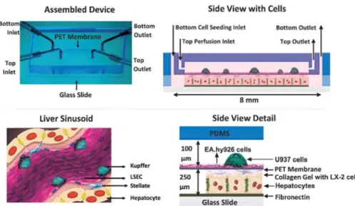 圖  2-9  Long-term maintenance of a microfluidic 3D human liver sinusoid (Prodanov  et al., 2016) 