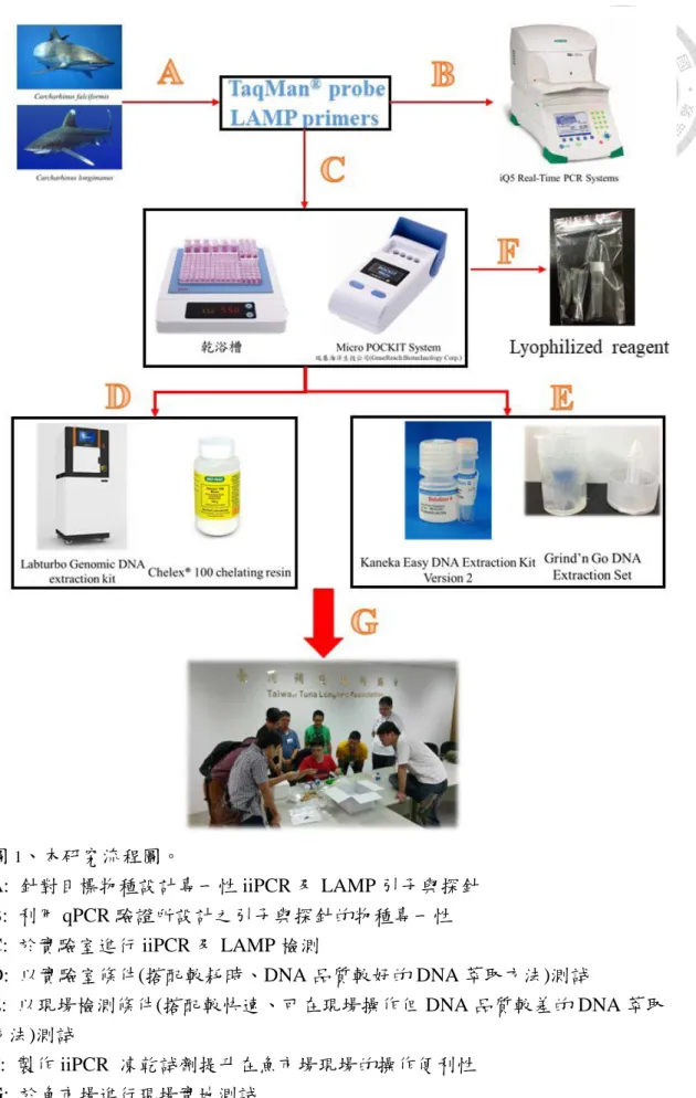 圖 1 、本研究流程圖。  A:  針對目標物種設計專一性 iiPCR 及 LAMP 引子與探針  B:  利用 qPCR 驗證所設計之引子與探針的物種專一性  C:  於實驗室進行 iiPCR 及 LAMP 檢測  D:  以實驗室條件(搭配較耗時、DNA 品質較好的 DNA 萃取方法)測試  E:  以現場檢測條件(搭配較快速、可在現場操作但 DNA 品質較差的 DNA 萃取 方法)測試  F:  製作 iiPCR  凍乾試劑提升在魚市場現場的操作便利性  G:  於魚市場進行現場實地測試 