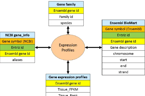 Figure 4. Relation Diagram of Expression Profiles. The four table were integrated by  Gene symbol, Entriz id and Ensembl gene id